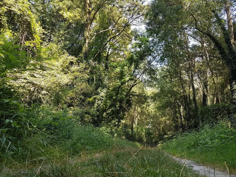 Interior of Panfilia Wood — wild undergrowth and ancient oaks