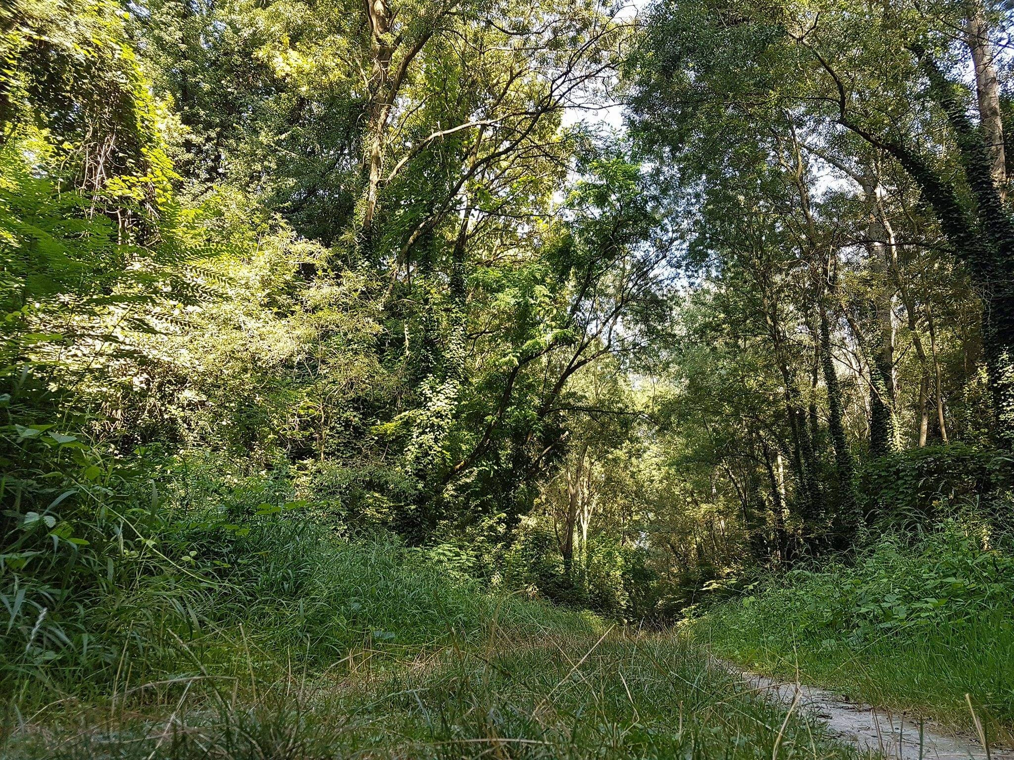 Bosco della Panfilia: la Foresta del Tartufo Bianco a Terre del Reno