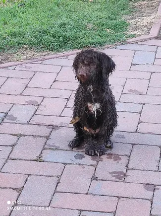 Lagotto Bagnato