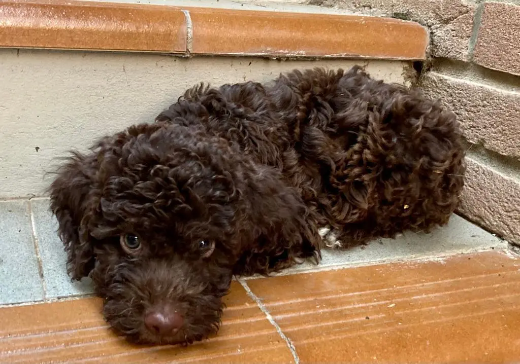 Guida Completa al Lagotto Romagnolo