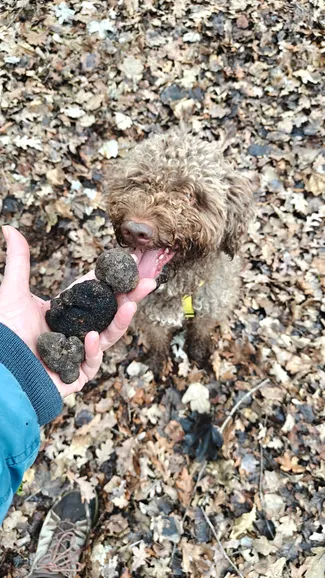 Lagotto al lavoro sul tartufo