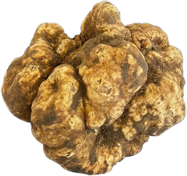 Tartufo Bianco Pregiato (Tuber magnatum Pico) dell'Emilia-Romagna